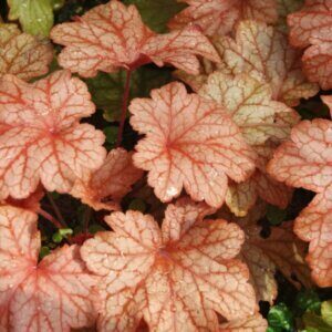 Heuchera Paprika - Feuillage