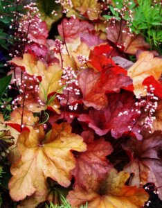 Heuchera Paprika - Vue d'ensemble