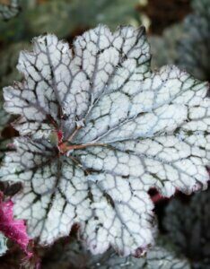 Heuchera Plum Pudding - Feuille