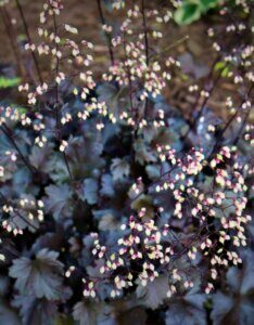 Heuchera Plum Pudding - Vue d'ensemble