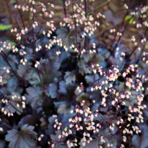 Heuchera Plum Pudding - Vue d'ensemble