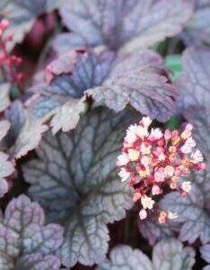 Heuchera Plum Pudding - Fleur