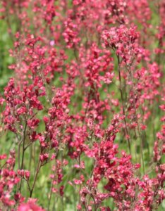 Heuchera sanguinea Leuchtkäfer - Vue d'ensemble