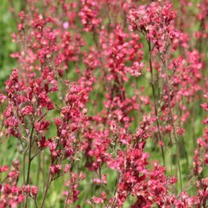 Heuchera sanguinea Leuchtkäfer - Vue d'ensemble