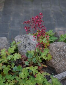 Heuchera sanguinea Leuchtkäfer - Fleur