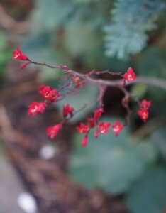 Heuchera sanguinea Leuchtkäfer - Fleur