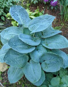 Hosta sieboldiana Big Daddy - Feuillage