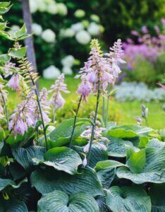 Hosta sieboldiana Big Daddy - Vue d'ensemble