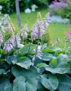 Hosta sieboldiana Big Daddy - Vue d'ensemble