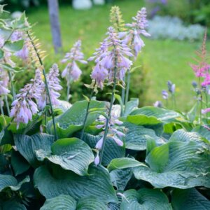 Hosta sieboldiana Big Daddy - Vue d'ensemble