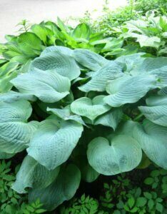 Hosta sieboldiana Elegans - Vue d'ensemble