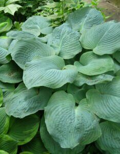 Hosta sieboldiana Elegans - Feuillage