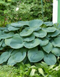 Hosta sieboldiana Elegans - Vue d'ensemble