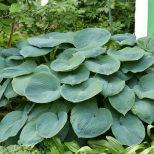 Hosta sieboldiana Elegans - Vue d'ensemble