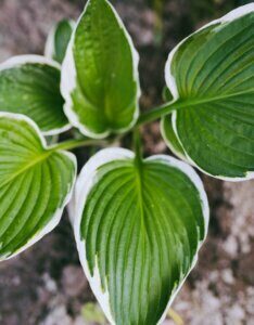 Hosta fortunei Aureomarginata - Feuillage