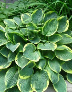 Hosta fortunei Aureomarginata - Vue d'ensemble