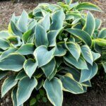 Hosta fortunei Aureomarginata - Vue d'ensemble