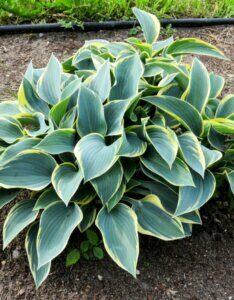 Hosta fortunei Aureomarginata - Vue d'ensemble
