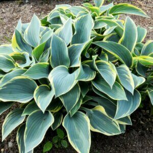 Hosta fortunei Aureomarginata - Vue d'ensemble