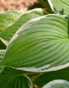 Hosta Francee - Feuillage