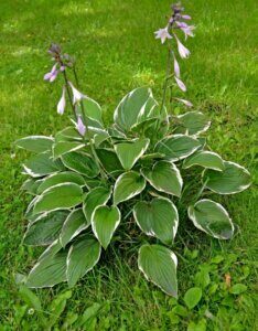 Hosta Francee - Vue d'ensemble