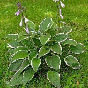 Hosta Francee - Vue d'ensemble