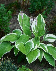 Hosta Francee - Vue d'ensemble