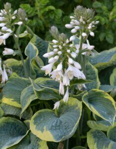 Hosta sieboldiana Frances Williams - Fleurs