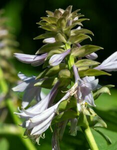 Hosta sieboldiana Frances Williams - Fleur