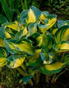 Hosta Gold Standard - Vue d''ensemble