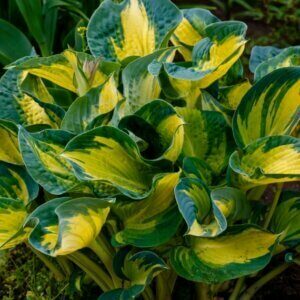 Hosta Gold Standard - Vue d''ensemble