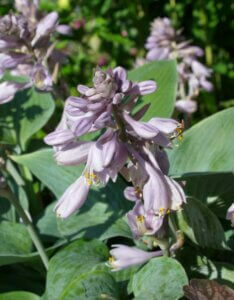 Hosta Halcyon - Fleur