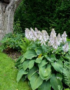 Hosta Halcyon - Vue d'ensemble