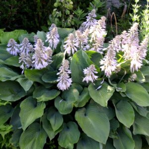 Hosta Halcyon - Vue d'ensemble