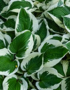 Hosta Patriot - Feuillage