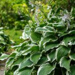 Hosta Patriot - Vue d'ensemble