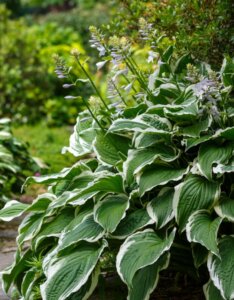 Hosta Patriot - Vue d'ensemble