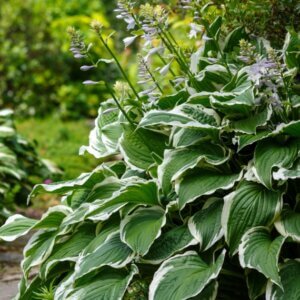 Hosta Patriot - Vue d'ensemble