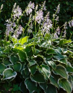 Hosta Patriot - Vue d'ensemble