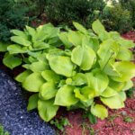 Hosta Sum and Substance - Vue d'ensemble