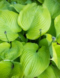 Hosta Sum and Substance - Feuillage