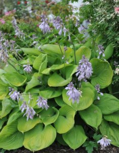 Hosta Sum and Substance - Vue d'ensemble