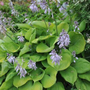 Hosta Sum and Substance - Vue d'ensemble