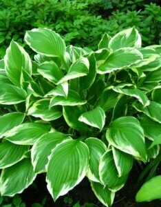 Hosta undulata Albomarginata - Vue d'ensemble