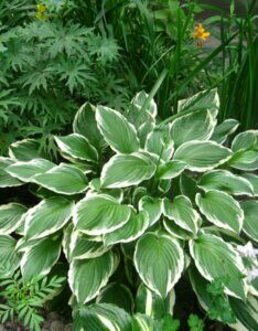 Hosta undulata Albomarginata - Vue d'ensemble