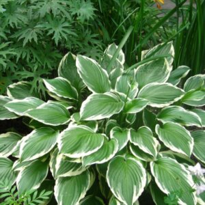 Hosta undulata Albomarginata - Vue d'ensemble