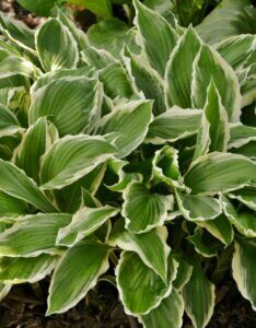 Hosta undulata Albomarginata - Feuillage