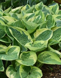 Hosta Wide Brim - Vue d'ensemble