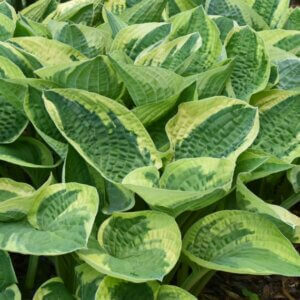 Hosta Wide Brim - Vue d'ensemble