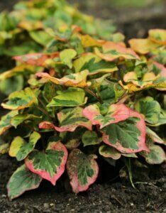 Houttuynia cordata Chameleon - Vue d'ensemble